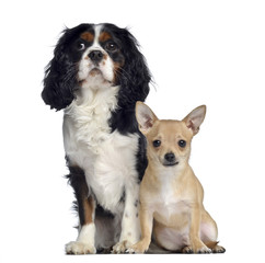 Cavalier King Charles, 1,5 years old and Chihuahua, 7 months old