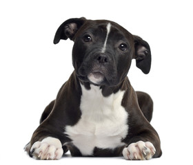 American Staffordshire terrier, 4 months old, lying