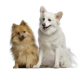 Two Spitz, 1 and 3 years old, sitting next to each other