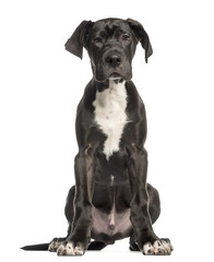 Great Dane puppy, 4 months old, sitting and facing