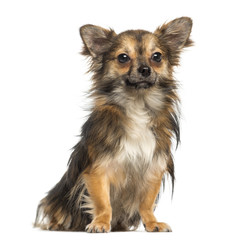 Chihuahua,1,3 year old, sitting, isolated on white