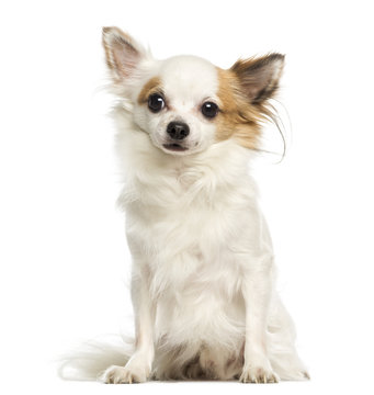 Chihuahua, 3 years old, sitting and facing, isolated on white