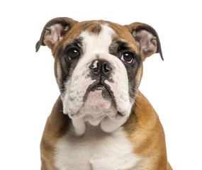 Close-up of an English Bulldog puppy