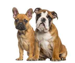 English Bulldog puppy and French Bulldog puppies, sitting