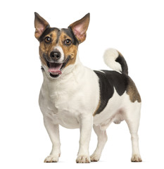 Jack Russell Terrier, 3 years old, standing and panting