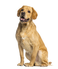 Labrador Retriever, sitting and panting, isolated on white