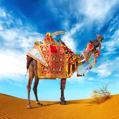 Rugzak Kameel in woestijn. Kamelenbeursfestival in India, Rajasthan © Banana Republic