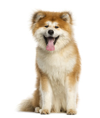 Akita Inu, 1 year old, sitting and panting, isolated on white