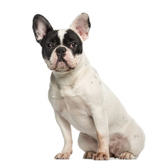 French Bulldog, sitting and facing