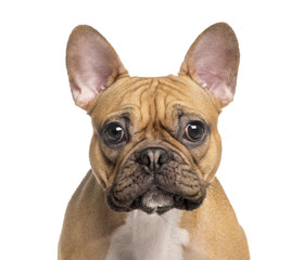 Close-up of French Bulldog, isolated on white