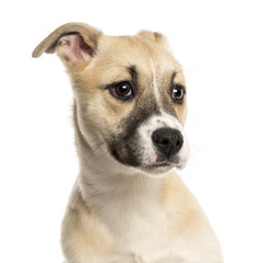 Close-up of a Husky Boxer Mixed-breed puppy, 3 months old