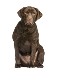 Chocolate labrador, 7 months old, sitting and facing