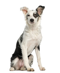 Border Collie, 5 months old, sitting, isolated on white