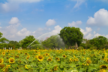 Obraz premium Sprinkler is watering sunflower farm