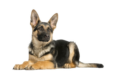 Young German shepherd lying down, looking away, 6 months old