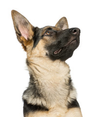 Close-up of a young German shepherd, looking up, 6 months old
