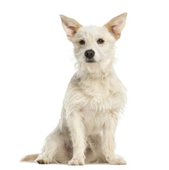 Mixed-breed dog, 7 months old, sitting, isolated on white