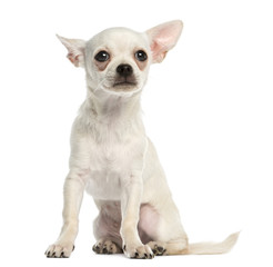 Obraz premium Chihuahua puppy, 3 months old, sitting, isolated on white