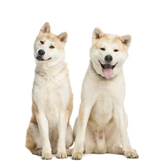 Two Akita Inu sitting, 2 years old, isolated on white