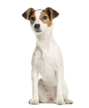 Jack Russell Terrier, 5 months old, sitting, isolated on white