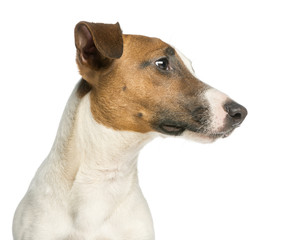 Close-up of a Jack Russell Terrier, isolated on white