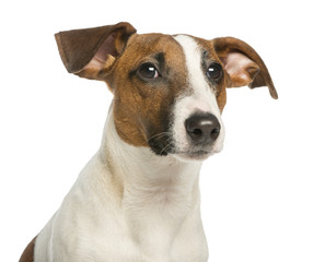 Close-up of a Jack Russell Terrier, isolated on white