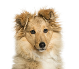 Close-up of Border Collie, looking at the camera
