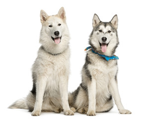 Two Alaskan Malamut, sitting and panting, isolated on white
