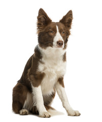 Border Collie sitting, 7 months old, isolated on white