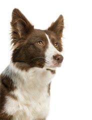 Close-up of a Border Collie, 7 months old, isolated on white