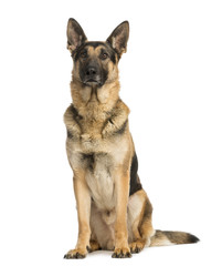 German shepherd sitting and looking away, 4,5 years old