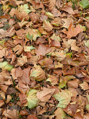 Dead leaves shot ideal for backgrounds and textures