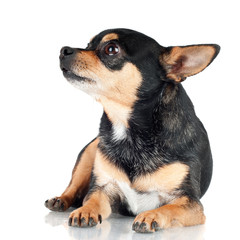 black chihuahua dog lying down