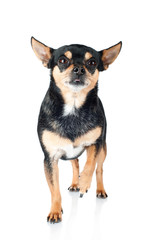 chihuahua dog standing with a paw raised up