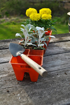 Planting Yellow Marigolds and Dust Millers
