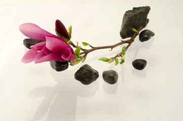 Czerwona magnolia zen