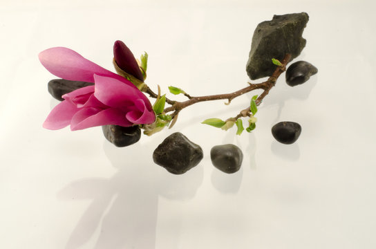 Fototapeta Czerwona magnolia zen