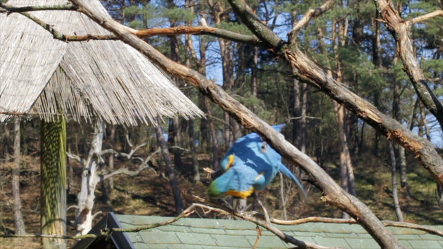 Blauer Ara