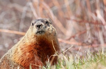 marmotte dans un champ