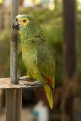 Cotorra verde loro parada sin jaula.