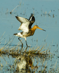 Большой веретенник