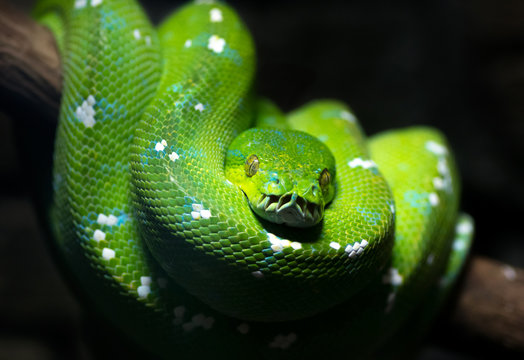 Green snake