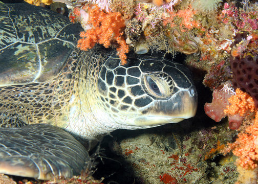 Green Turtle Resting at the Coral Wall, Bunaken, Indonesia