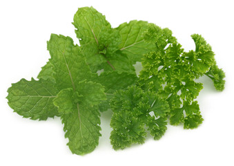 Fresh parsley with mint leaves