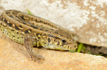 Lizard