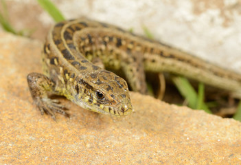 Lizard