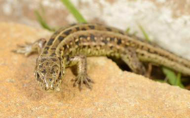 Fototapeta premium Lizard