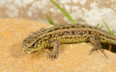 Lizard