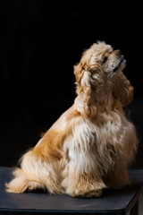 English Cocker Spaniel Dog