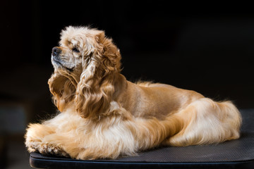 English Cocker Spaniel Dog